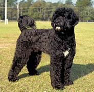 portuguese-water-dog1